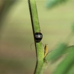 Ellipsidion australe (Austral Ellipsidion cockroach) at Higgins, ACT - 28 Feb 2025 by AlisonMilton