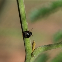 Ellipsidion australe at Higgins, ACT - 28 Feb 2025 11:30 AM