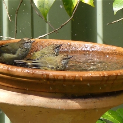 Acanthiza lineata (Striated Thornbill) at Braemar, NSW - 5 Mar 2025 by Curiosity