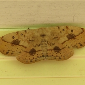 Anthela acuta at Braemar, NSW - 8 Mar 2025 08:46 AM