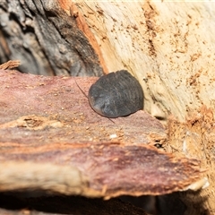 Laxta sp. (genus) (Bark cockroach) at Higgins, ACT - 28 Feb 2025 by AlisonMilton