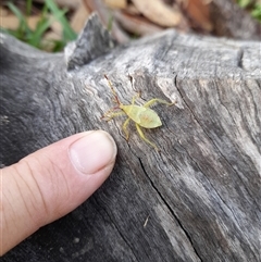 Amorbus (genus) (Eucalyptus Tip bug) at Bangalee, NSW - 10 Mar 2025 by VanceLawrence