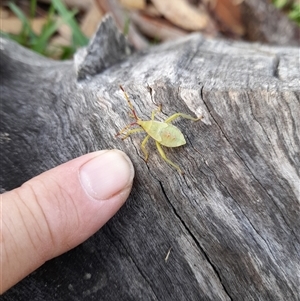 Amorbus (genus) at Bangalee, NSW - 13 hrs ago