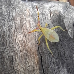 Amorbus (genus) at Bangalee, NSW - 13 hrs ago