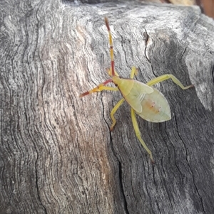 Amorbus (genus) at Bangalee, NSW - 10 Mar 2025 08:29 AM