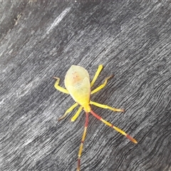 Amorbus (genus) at Bangalee, NSW - 10 Mar 2025 08:29 AM