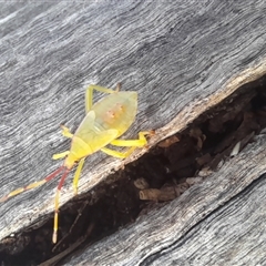 Amorbus (genus) at Bangalee, NSW - 13 hrs ago