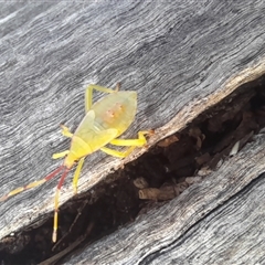 Amorbus (genus) at Bangalee, NSW - 10 Mar 2025 08:29 AM