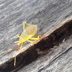 Amorbus (genus) at Bangalee, NSW - 13 hrs ago