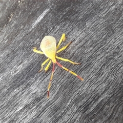 Amorbus (genus) at Bangalee, NSW - 10 Mar 2025 08:29 AM