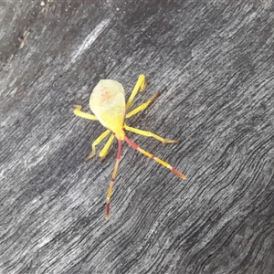 Amorbus (genus) at Bangalee, NSW - 10 Mar 2025 08:29 AM