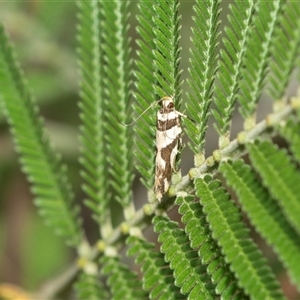 Macrobathra desmotoma at Higgins, ACT - 28 Feb 2025 11:56 AM