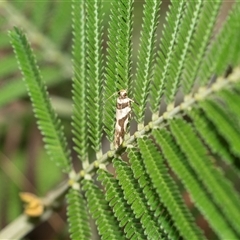 Macrobathra desmotoma at Higgins, ACT - 28 Feb 2025 11:56 AM