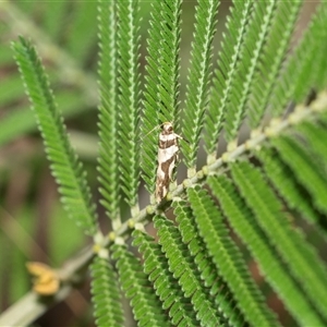 Macrobathra desmotoma at Higgins, ACT - 28 Feb 2025 11:56 AM