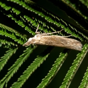 Faveria tritalis (Couchgrass Webworm) at Higgins, ACT - 28 Feb 2025 by AlisonMilton