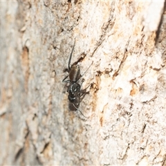 Camponotus aeneopilosus (A Golden-tailed sugar ant) at Higgins, ACT - 28 Feb 2025 by AlisonMilton