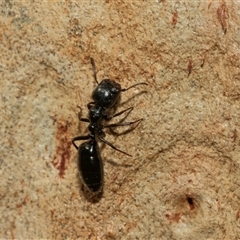 Colobopsis gasseri (An arboreal ant) at Higgins, ACT - 28 Feb 2025 by AlisonMilton