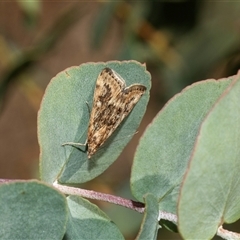 Achyra affinitalis (Cotton Web Spinner) at Higgins, ACT - 28 Feb 2025 by AlisonMilton