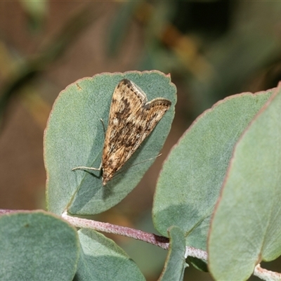 Achyra affinitalis (Cotton Web Spinner) at Higgins, ACT - 28 Feb 2025 by AlisonMilton