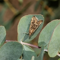 Achyra affinitalis at Higgins, ACT - 28 Feb 2025 10:42 AM