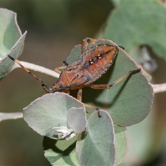 Amorbus (genus) (Eucalyptus Tip bug) at Higgins, ACT - 28 Feb 2025 by AlisonMilton