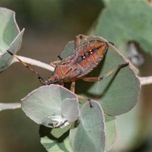 Amorbus (genus) (Eucalyptus Tip bug) at Higgins, ACT - 28 Feb 2025 by AlisonMilton