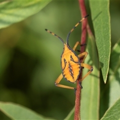 Amorbus (genus) (Eucalyptus Tip bug) at Higgins, ACT - 28 Feb 2025 by AlisonMilton