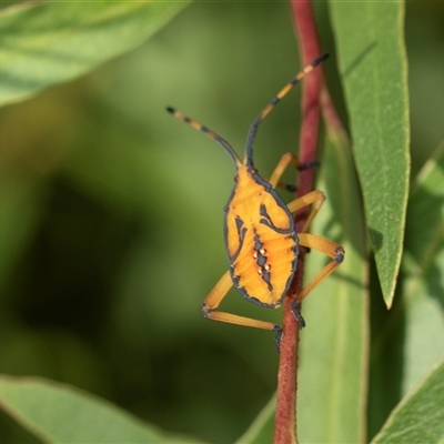 Amorbus (genus) (Eucalyptus Tip bug) at Higgins, ACT - 28 Feb 2025 by AlisonMilton