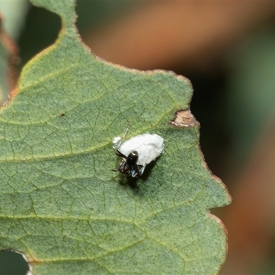 Glycaspis sp. (genus) at Higgins, ACT - 28 Feb 2025 by AlisonMilton