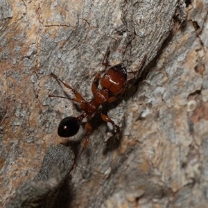Podomyrma gratiosa at Higgins, ACT - 28 Feb 2025 10:47 AM