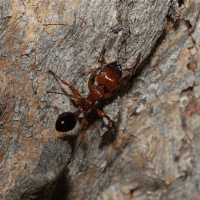 Podomyrma gratiosa (Muscleman tree ant) at Higgins, ACT - 28 Feb 2025 by AlisonMilton