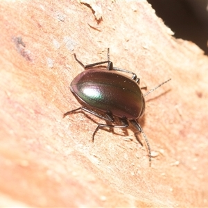 Chalcopteroides cupripennis at Higgins, ACT - 28 Feb 2025 11:16 AM