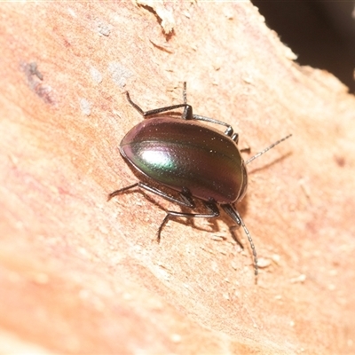 Chalcopteroides cupripennis at Higgins, ACT - 28 Feb 2025 by AlisonMilton