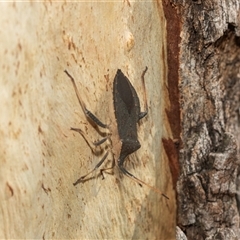 Amorbus (genus) (Eucalyptus Tip bug) at Higgins, ACT - 28 Feb 2025 by AlisonMilton