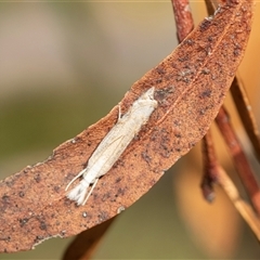 Culladia cuneiferellus (Crambinae moth) at Higgins, ACT - 28 Feb 2025 by AlisonMilton