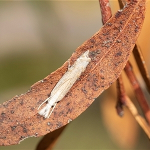 Culladia cuneiferellus at Higgins, ACT - 28 Feb 2025 11:19 AM