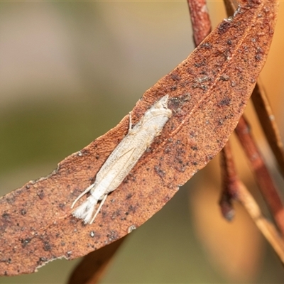 Culladia cuneiferellus (Crambinae moth) at Higgins, ACT - 28 Feb 2025 by AlisonMilton