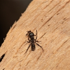 Formicidae (family) (Unidentified ant) at Higgins, ACT - 28 Feb 2025 by AlisonMilton