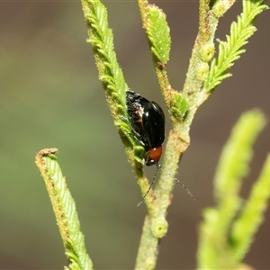 Adoxia benallae (Leaf beetle) at Higgins, ACT - 28 Feb 2025 by AlisonMilton