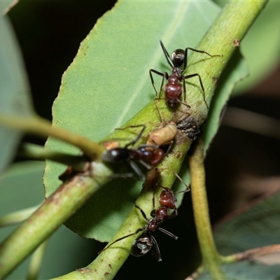 Iridomyrmex purpureus (Meat Ant) at Higgins, ACT - 28 Feb 2025 by AlisonMilton