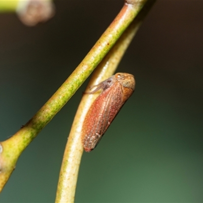 Katipo rubrivenosa (A leafhopper) at Higgins, ACT - 28 Feb 2025 by AlisonMilton