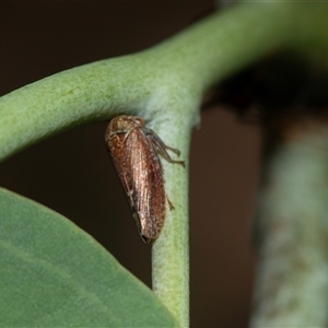 Katipo rubrivenosa at Higgins, ACT - 28 Feb 2025 12:02 PM