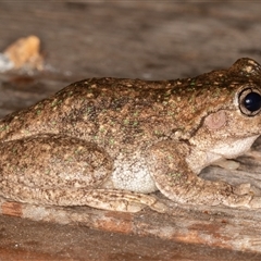 Litoria peronii (Peron's Tree Frog, Emerald Spotted Tree Frog) at Symonston, ACT - 9 Mar 2025 by rawshorty