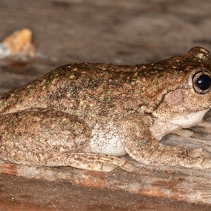 Litoria peronii at Symonston, ACT - 9 Mar 2025 08:10 PM