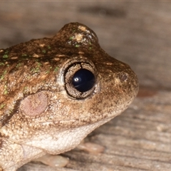 Litoria peronii at Symonston, ACT - 9 Mar 2025 08:10 PM