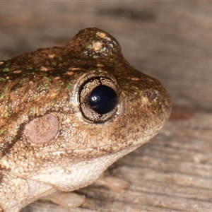 Litoria peronii at Symonston, ACT - 9 Mar 2025 08:10 PM