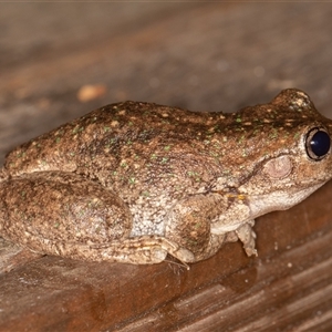 Litoria peronii at Symonston, ACT - 9 Mar 2025 08:10 PM