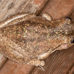 Litoria peronii at Symonston, ACT - 9 Mar 2025 08:10 PM