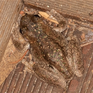 Litoria peronii at Symonston, ACT - 9 Mar 2025 08:10 PM