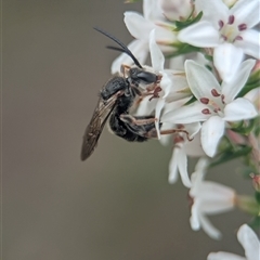 Unidentified Bee (Hymenoptera, Apiformes) at Vincentia, NSW - 8 Mar 2025 by Miranda